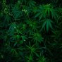 All that You Need to Know About the&nbsp;CBD